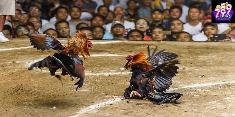 Đá gà hiệu quả Đá gà hiệu quả chiến thuật phổ biến